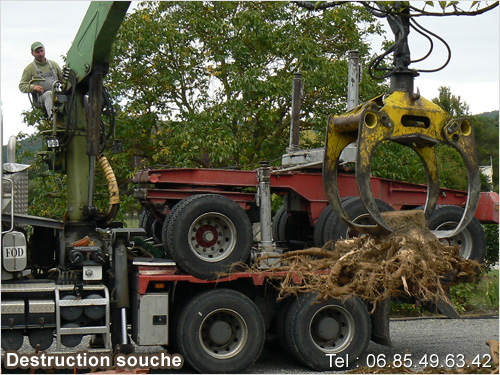 destruire souche arbre