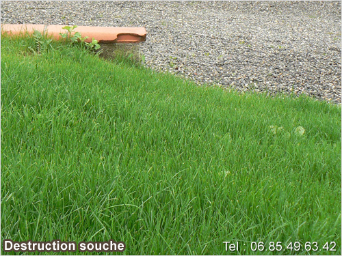enlever souche